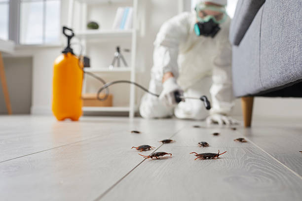Commercial Rodent Management in Sierra Madre
